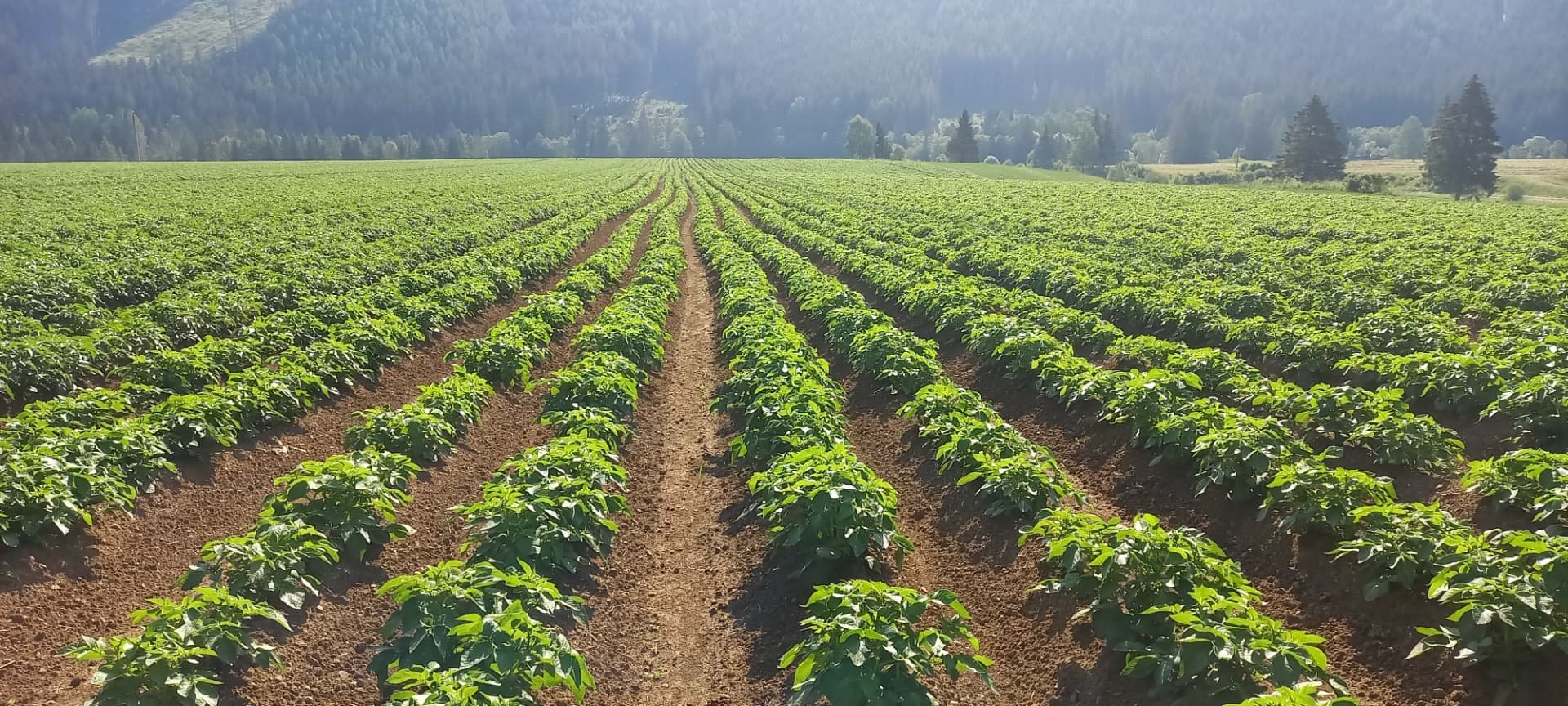 Nové zemiaky priamo z farmy v Dubníku