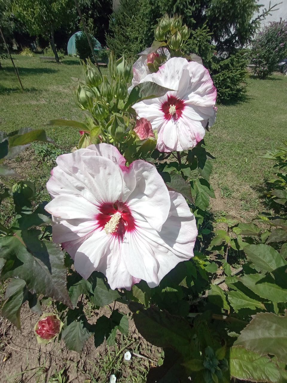 Ibistek bahenny na predaj